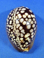 Mauritia mauritiana